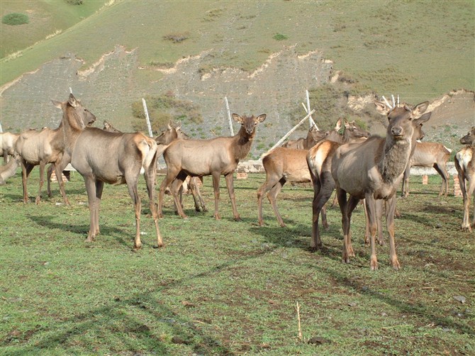 新疆昌吉盛華商貿(mào)夏天鹿場(chǎng)實(shí)景